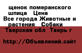 щенок померанского шпица › Цена ­ 45 000 - Все города Животные и растения » Собаки   . Тверская обл.,Тверь г.